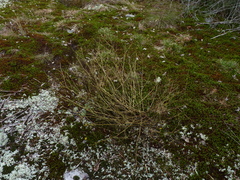 Helianthus porteri