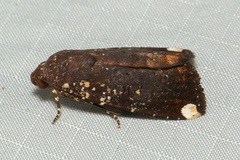 Callyna monoleuca