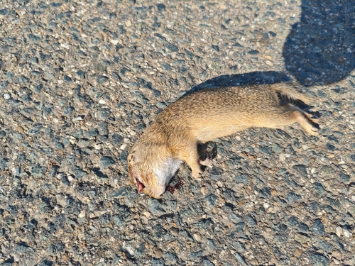 European Ground Squirrel
