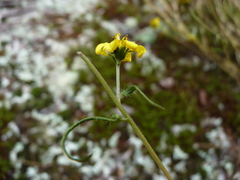 Helianthus porteri