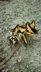 Heraclides torquatus
