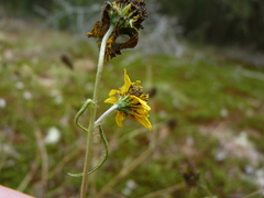 Helianthus porteri