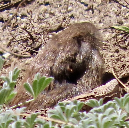 Mountain Pocket Gopher