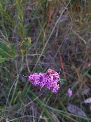 Carphephorus pseudoliatris
