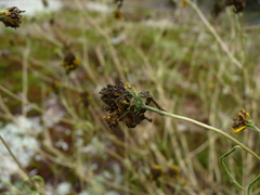 Helianthus porteri