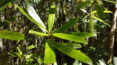 Myrsine salicina
