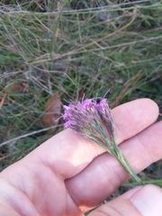 Carphephorus pseudoliatris