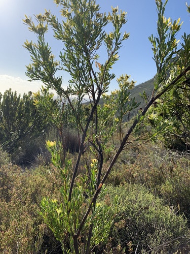 Image of Leucadendron chamelaea by (c) Matthew Fainman, some rights reserved (CC BY)