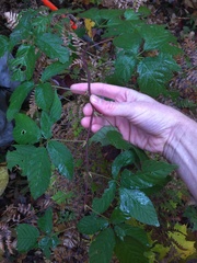 Rubus canadensis