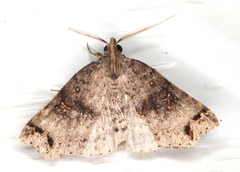 Lithilaria ossicolor