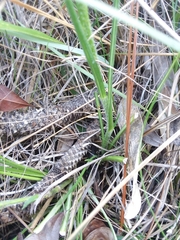 Carphephorus pseudoliatris
