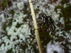 Helianthus porteri
