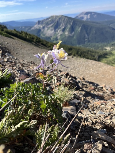 Aquilegia coerulea