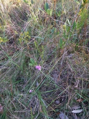 Carphephorus pseudoliatris