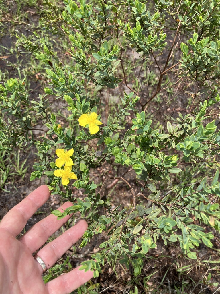 Arcadian St. johnswort (Hypericum edisonianum)