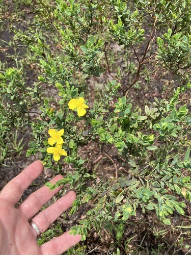 Arcadian St. johnswort (Hypericum edisonianum)