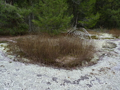 Helianthus porteri