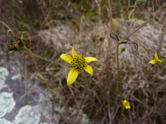 Helianthus porteri