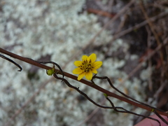Helianthus porteri