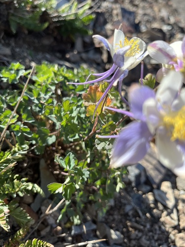 Aquilegia coerulea