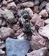 Polybia occidentalis