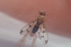Geomyza tripunctata
