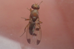 Geomyza tripunctata