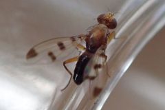 Geomyza tripunctata