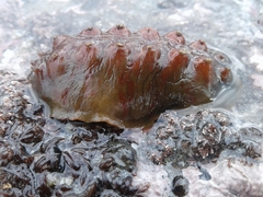Cryptoconchus porosus