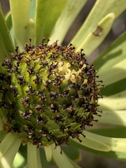 Leucadendron chamelaea