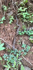 Stenorrhina degenhardtii