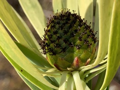 Leucadendron chamelaea