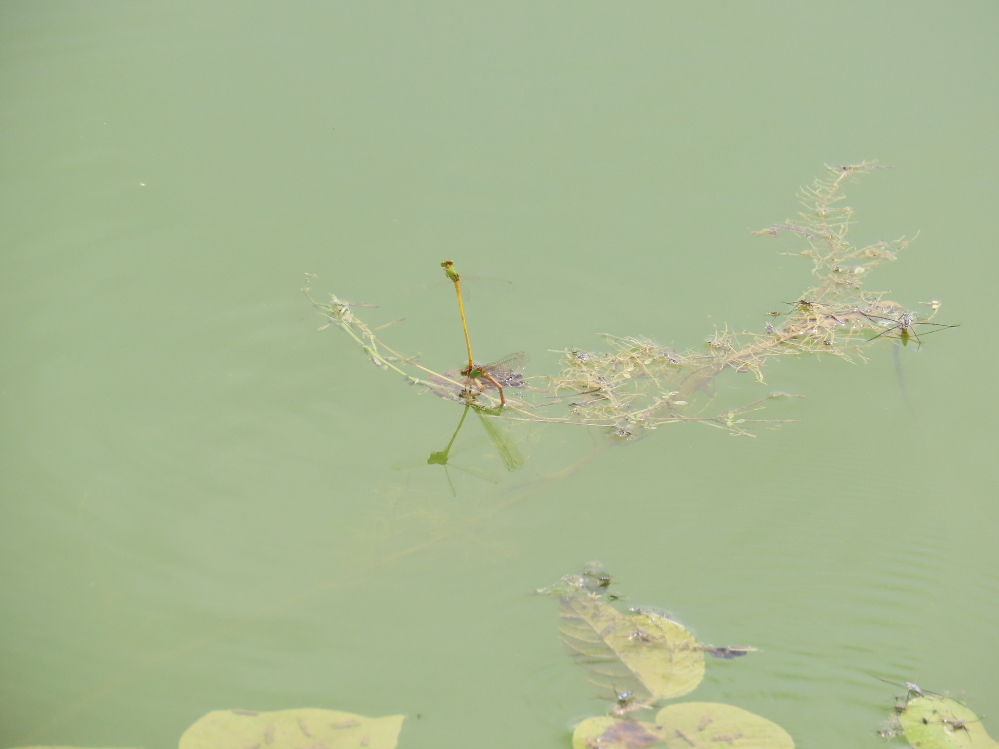 Coromandel Marsh Dart