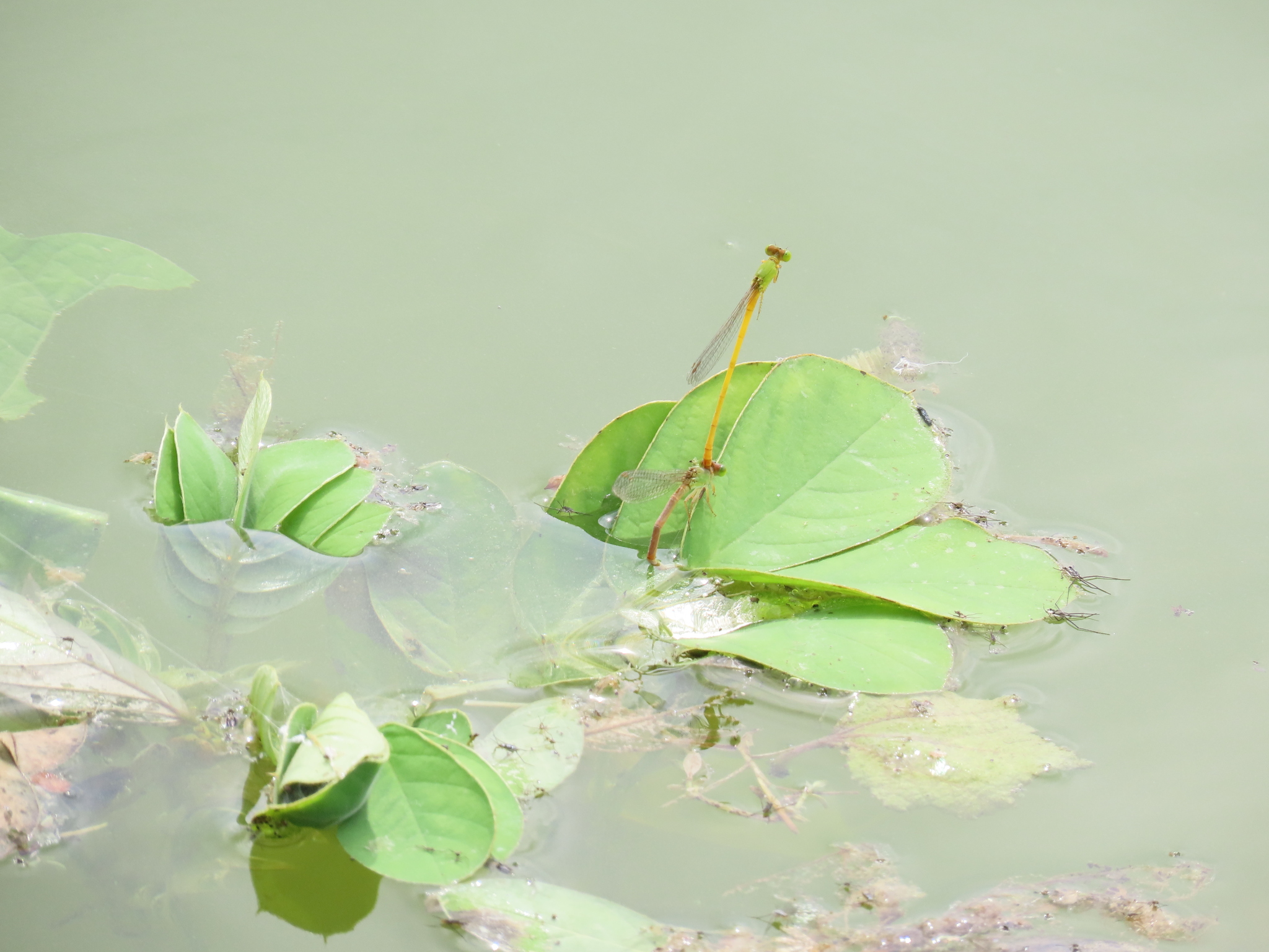 Coromandel Marsh Dart