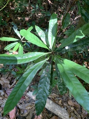 Beccariella xerocarpa