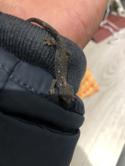 Ichthyosaura alpestris alpestris