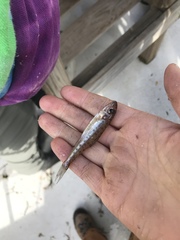 Percopsis omiscomaycus