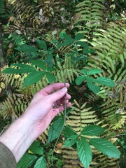 Rubus canadensis