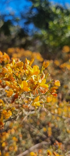 Jacksonia ramosissima, 2025-07-14
