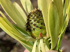 Leucadendron chamelaea