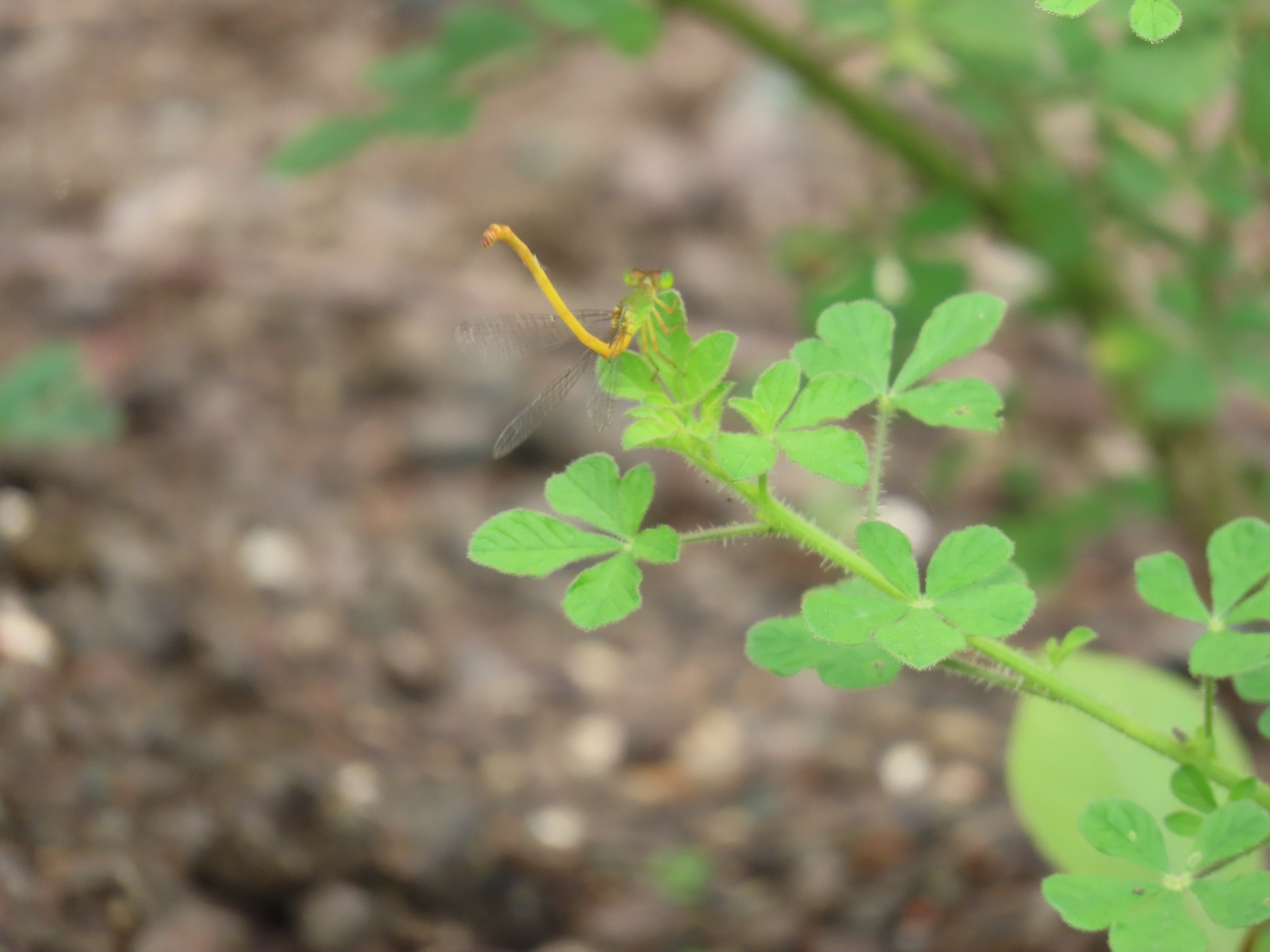 Coromandel Marsh Dart