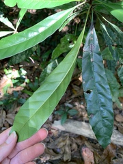 Beccariella xerocarpa