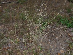 Croton michauxii elliptica