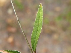 Croton michauxii elliptica