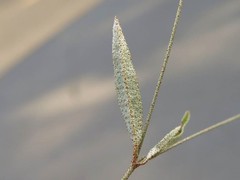 Croton michauxii elliptica