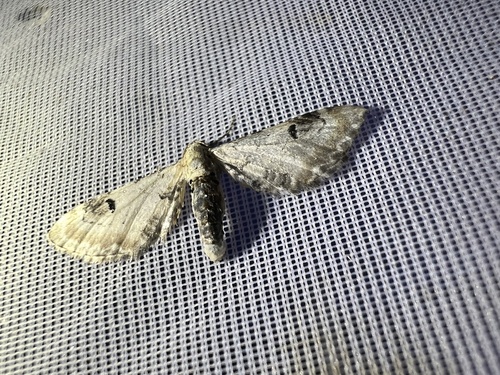 Lime-speck Pug, Schiermonnikoog National Park, Schiermonnikoog, Provinz Friesland, NL, photo 7 of 10