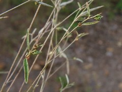 Croton michauxii elliptica