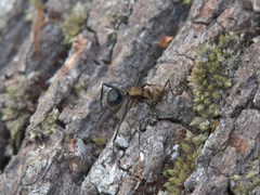 Polyrhachis semiaurata