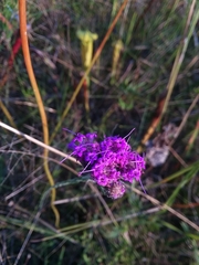 Carphephorus pseudoliatris