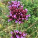 Purpletop Vervain - Photo (c) Tom Scavo, some rights reserved (CC BY), uploaded by Tom Scavo